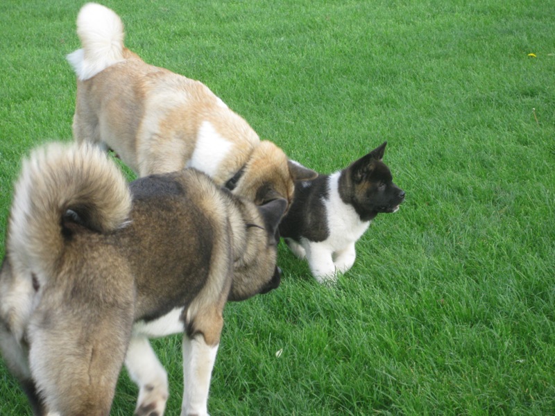 Puppies
